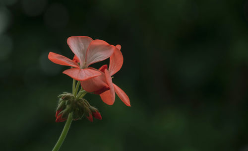 Close-up of red flowering plant