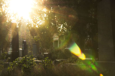 Sun shining through trees