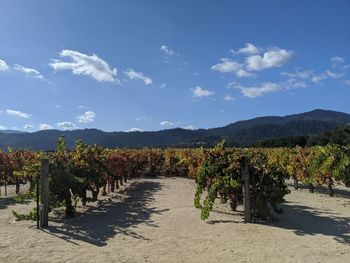 Scenic view of vineyard against sky