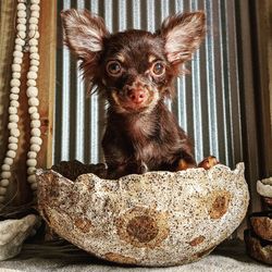 Portrait of dog sitting at home