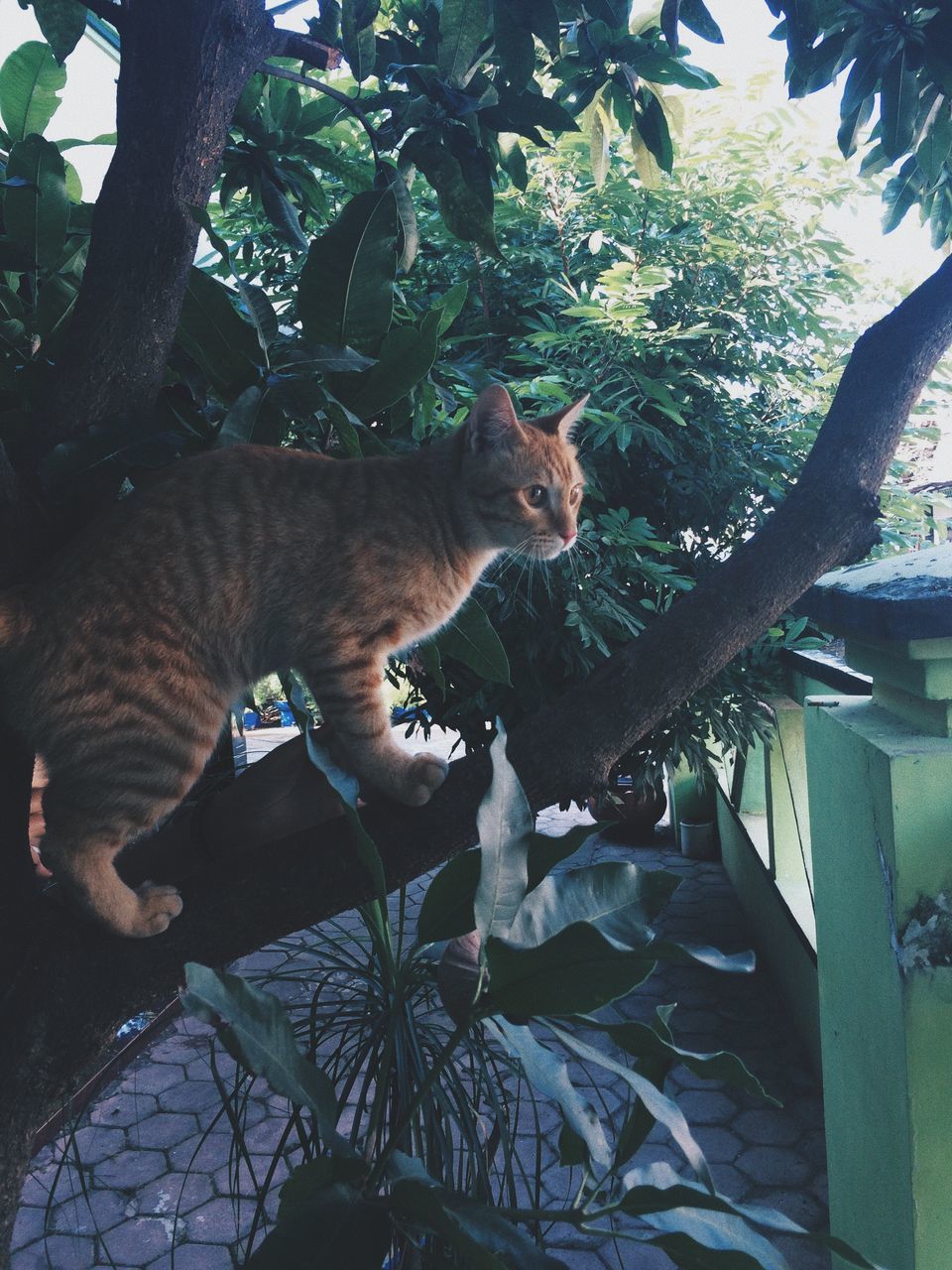 CAT LOOKING AWAY ON TREE