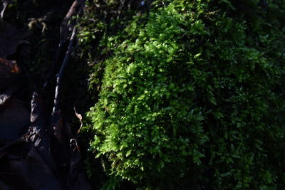 Close-up of moss growing on tree trunk