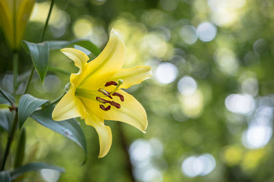 Close-up of yellow lily growing on plant
