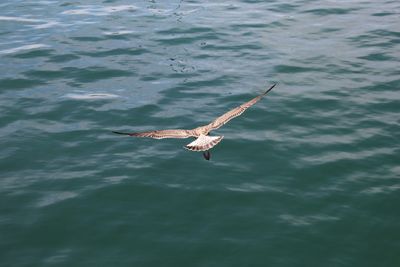 Close-up of bird in background