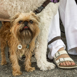 Close-up of dog