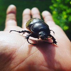 Close-up of ladybug on hand