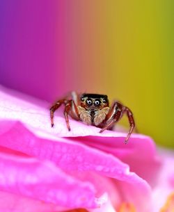 Close-up of spider on pink flower