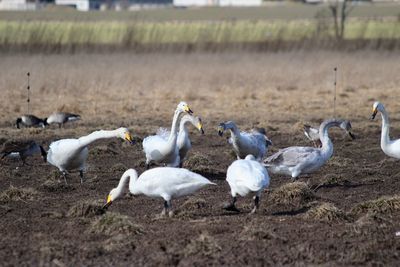 Flock of birds on field