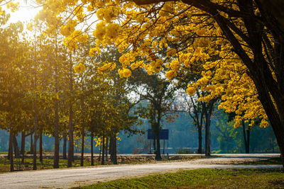 Trees in park during autumn