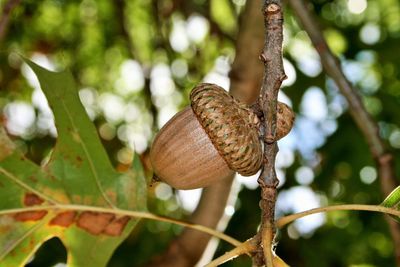 Close-up of lizard on tree