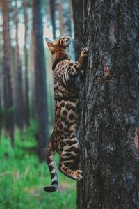 View of a cat on tree trunk