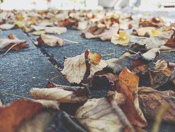 Close-up of dry autumn leaves on ground