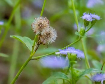 Close-up of purple flowering plant