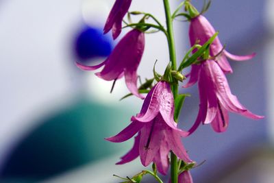 Close-up of flowers against blurred background