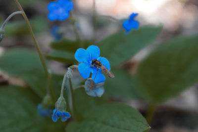 Close-up of purple flowering plant