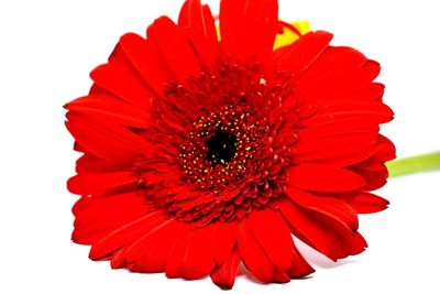 Close-up of red gerbera daisy against white background