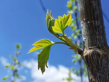 Low angle view of tree against sky