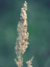 Close-up of plant