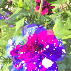 Close-up of flowers blooming outdoors