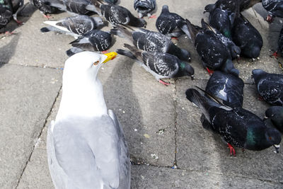 High angle view of seagull and pigeons