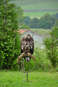 Bird on grass against trees