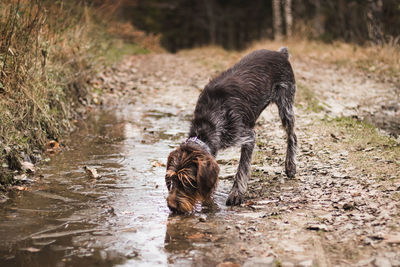 Barbu tcheque drinks water from a puddle on forest road in middle of beskydy mountains