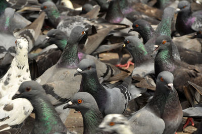 High angle view of pigeons perching