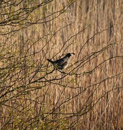 Bird perching on bare tree