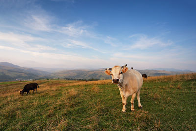 Cows grazing on hill