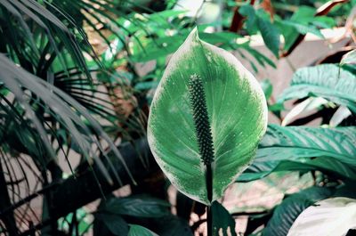 Close-up of green plant