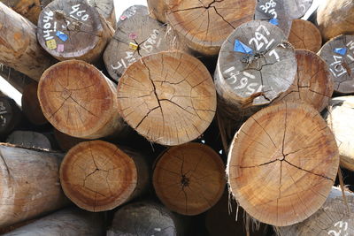 Stack of logs in forest