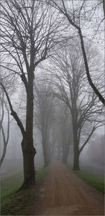 Bare trees along road