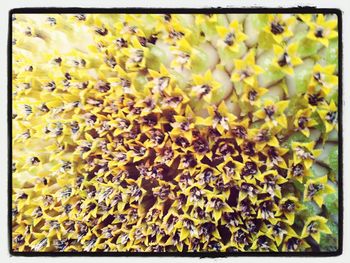 Full frame shot of yellow plants