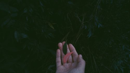 Cropped hand holding leaves 