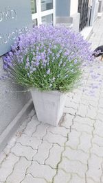 Purple flowers growing outdoors