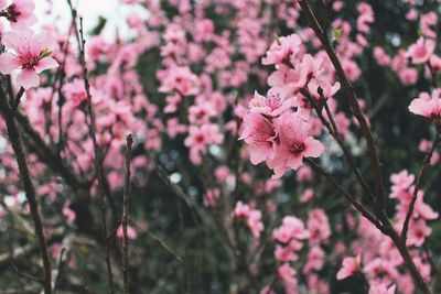 Close-up of pink cherry blossom