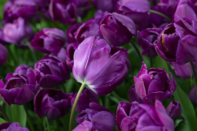 Close-up of purple tulips and waterdrop