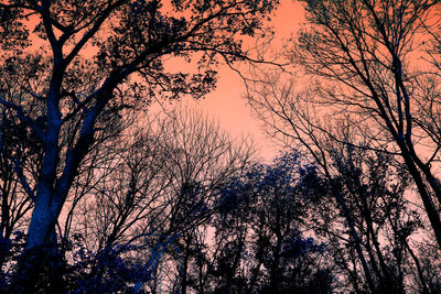 Low angle view of trees against sky at sunset