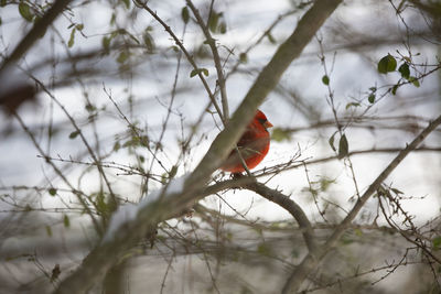 Low angle view of bird perching on branch