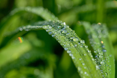 Close-up of water drops on plant leaves