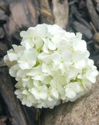 Close-up of white flowers