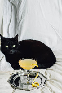 Black cat with yellow lemon cocktail on silver tray sitting on white bedding