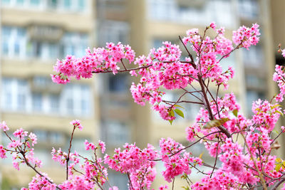 Close-up of pink cherry blossoms