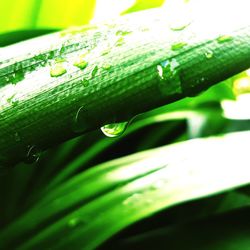 Close-up of raindrops on leaf