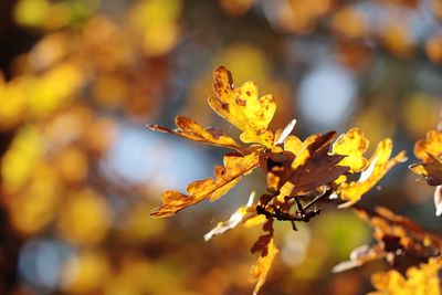 Close-up of autumnal leaves