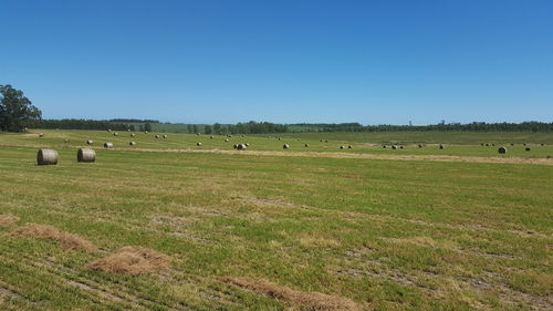 Scenic view of agricultural field against clear blue sky