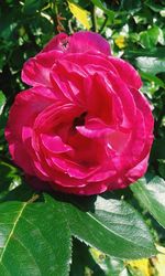 Close-up of pink rose