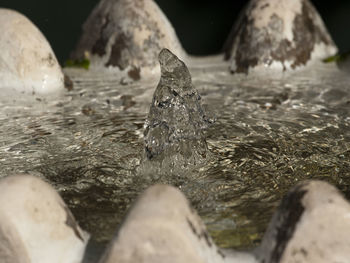 Close-up of turtle in water