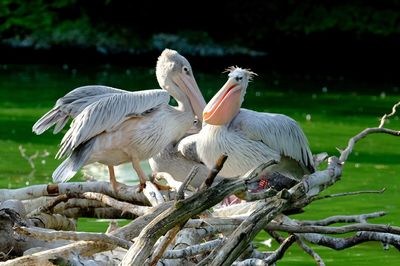 Birds perching on tree