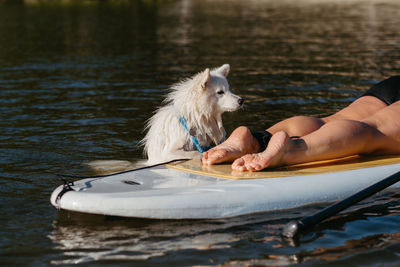 Dog breed japanese spitz swimming in lake water and trying to get on the sup board with human on it